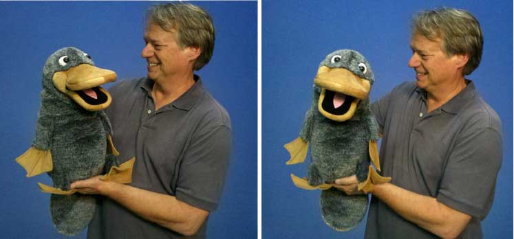 Starter-Schnabeltier